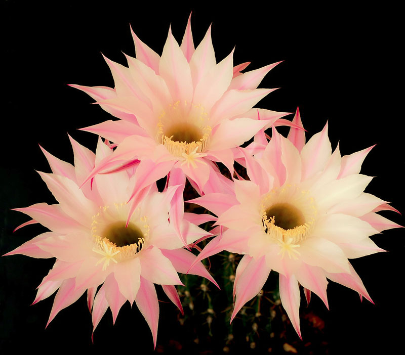 Echinopsis oxygona